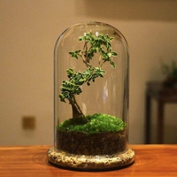 Cloche en verre, terrarium avec base en verre, vase de table pour l'exposition, 15*20cm