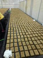 6 pouces Lowes Prix Rock Stone Wool Malaysia Cubes 6 "Rock Mineral Wool Seed Grow Isolation Plugs