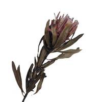 DFF05 Protea Fleur Séchée Protea Cynaroides Naturel Réel Bouquet De Fleurs Décoration Vie Bouquet De Fleurs Séchées Décoration