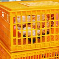 Équipement avicole, cages de transport en plastique pour poulets, cage de transport pour volailles et oiseaux