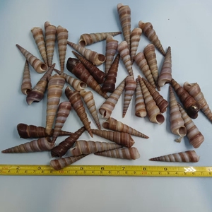 Conchiglia di conchiglia a vite nera da 5-7cm per decorazioni artigianali fai da te - Product Image 6