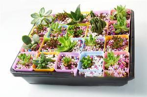 Plateau de germination pour semis de plantes noires, plateau de culture de graines, plateaux en plastique pour semis agricoles - Product Image 6