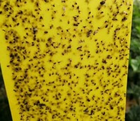 Lampe de piège à mouches à bâton jaune personnalisable de l'usine à semi-conducteurs conçue pour la lutte antiparasitaire contre les mites