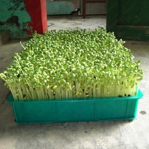 <b>Wheatgrass</b> <b>Seeds</b> Sprout Automatic Barley <b>Seeds</b> Hydroponic Cabinet Wheat Forage Growing Machine Wheat Sprouting Growing System - Product Image 2