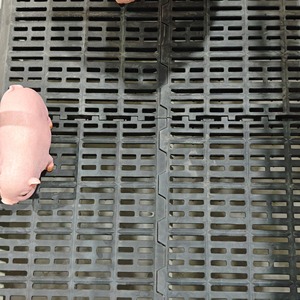 Chuồng nuôi lợn sinh đôi với sàn nhựa có rãnh để chăm sóc heo con dễ dàng - Product Image 5