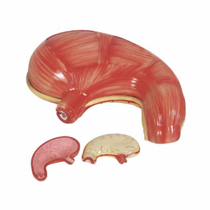 GelsonLab HSBM-270 estómago modelo tamaño-2 piezas de plástico estómago modelo anatómico estómago anatomía modelo - Product Image 5