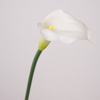 Bunga Calla Lily Putih Burgundy Plastik Lunak Buatan Berkualitas Tinggi 55CM, Realistis, Sentuhan Seperti Asli, untuk Wisuda dan Paskah