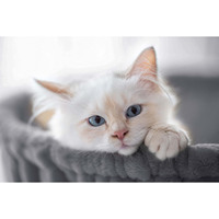 Arbre à chat de 36 pouces avec hamac, griffoir en sisal pour chatons d'intérieur, petite pièce, gris