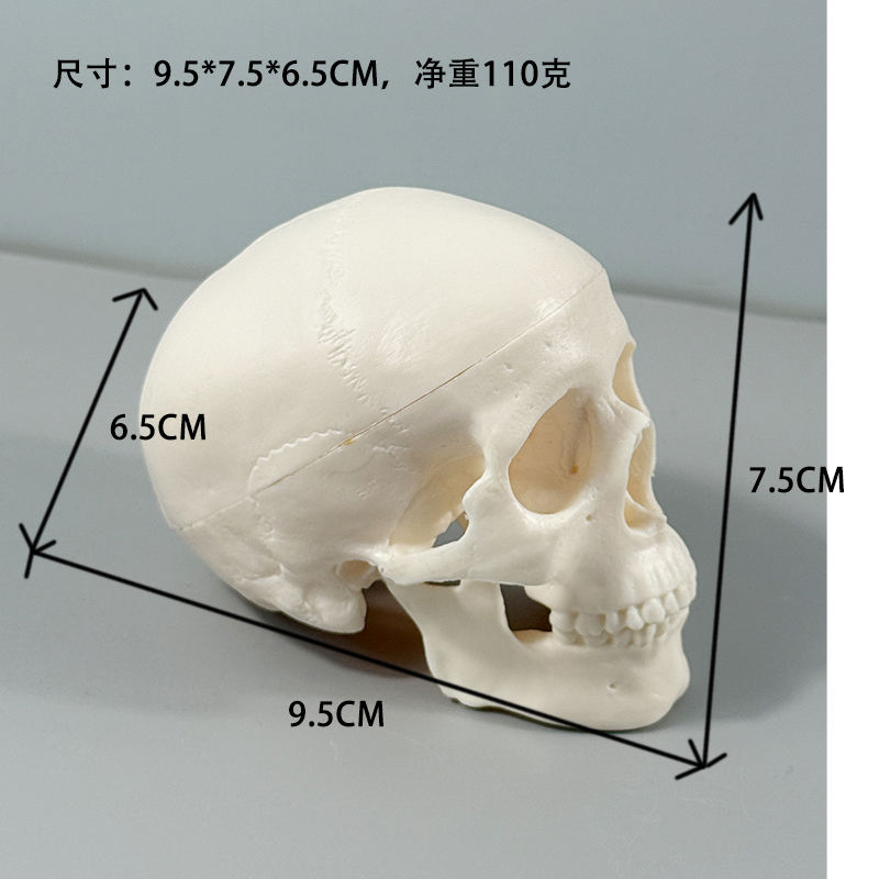 Modelo de cráneo pequeño