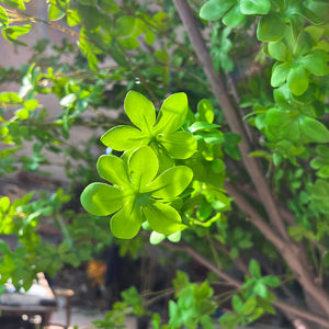 Tissu en soie verte, arbre <span class=keywords><strong>japonais</strong></span> à clochettes, écologique, 260 cm, décoration de mariage en plein air, décoration de <span class=keywords><strong>jardin</strong></span> - Product Image 4