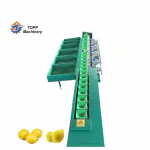 Auto olive dates grading avocado apple sorting line fruit weight sorting machine production line