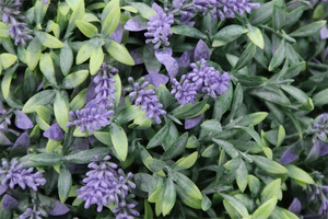 Boule de lavande artificielle personnalisable en gros, plante en pot pour la décoration intérieure et extérieure de la maison, du jardin et de l'hôtel - Product Image 5