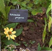 Pflanzenetikett Gartenhersteller Schiefer Schwarz Naturstein-Schild mit Edelstahlstab 10 Stück