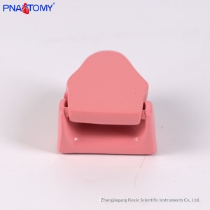 Modello Anatomico di Denti di <span class=keywords><strong>Gatto</strong></span>, Scheletro Animale, Denti Canini, Incisori e Molari, Ausili Didattici Veterinari - Product Image 3