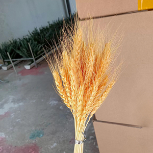 Vente directe par le fabricant du Yunnan de bouquets de blé séchés biologiques de plantes de fleurs éternelles naturelles et de faisceaux de paille pour mariage à la maison - Product Image 4