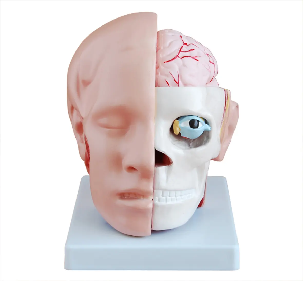 चिकित्सा विज्ञान शिक्षण मॉडल पीवीसी 10 भागों संरचनात्मक मॉडल मानव मस्तिष्क के साथ सिर मॉडल