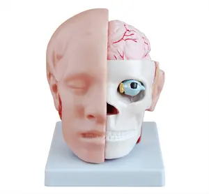 Modelo de enseñanza de ciencia médica en PVC, 10 piezas, modelo de cabeza humana anatómica con cerebro