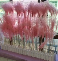 Mini Flauschiges Beige Pampasgras Getrocknete Blumen 60-65cm für Heimdekoration Muttertag & Weihnachten