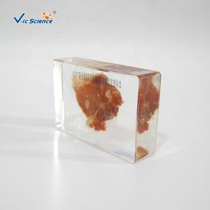 Espécimen de cerdo de cysticercus de tenia parasitaria, especímenes incrustados de resina orgánica para educación escolar - Product Image 2