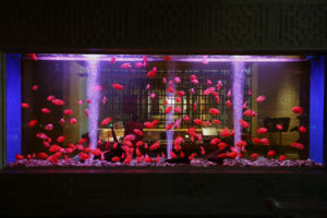 Aquariumproducten Zeeaquarium Tank Groot Huis Aquarium Aquarium Te Koop - Product Image 3