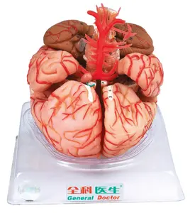 วิทยาศาสตร์ทางการแพทย์แบบจำลองทางกายวิภาคสมองที่มีหลอดเลือดแดง GD/A18220แพทย์ทั่วไป