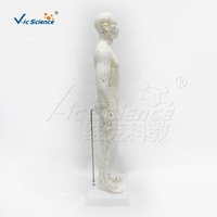 Modelo de Cuerpo Humano con Meridianos y Puntos de Acupuntura Grabados, Súper Transparente, Blanco, para Enseñanza de Acupuntura y TCM