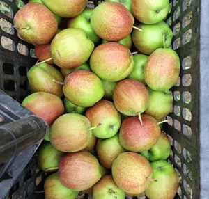 Factory Supply Su Pears Export Quality Sweet Nutrition Pear New Season Fresh Sweet Chinese Pear For Wholesale