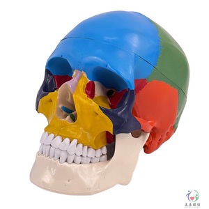 Crâne humain à l'échelle 1:1, crâne adulte grandeur nature, modèle de crâne pour l'enseignement, la médecine et l'esthétique. - Product Image 4