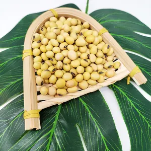 Ekspor Grosir Biji Kedelai Kuning Non-gmo/Kacang Kedelai/Kacang Kedelai Harga Rendah Tepung Soja