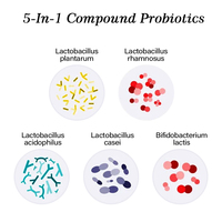 AMULYN Poudre Probiotique Composée 5-en-1, Complexe de Cinq Souches Probiotiques, Lactobacillus Rhamnosus Casei White Shaanxi pour la Vente en Gros