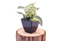 Grosir tanaman bonsai buatan Mini, pot keramik putih tanaman bonsai palsu kecil