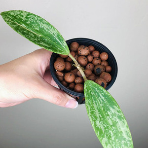 Expanded Clay Pebbles Leca Balls for Hydroponic & Aquaponic Plant Growing Media - Product Image 5