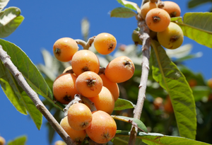 100% натуральный свежий фруктовый сок концентрат Chuanbei <span class=keywords><strong>Loquat</strong></span> со вкусом здорового пищевого сиропа от кашля и аромата - Product Image 4