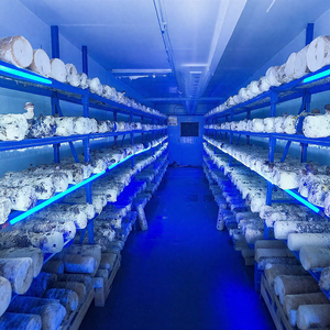 פטריות הוביל לגדול אור צינור כחול 1ft ~ 8ft t5 בר צמיחה עבור cremini portobello כפתור שיטאקה פטריות מקורה משק - Product Image 4