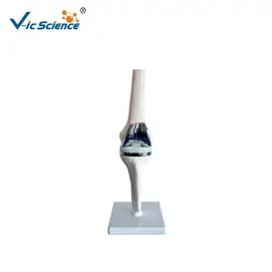 Hot sale medical anatomical Bone model Life-size plastic Human hip joint Model