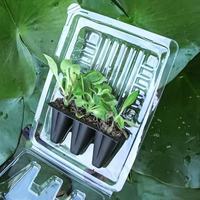 Trois packs de semis de fleurs Solutions d'emballage à clapet en PVC PET transparent pour plantes vivantes et plantes en pot Boîtes