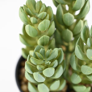 <span class=keywords><strong>Cactus</strong></span> artificiel de 20 cm de haut, bonsaï, plante succulente de simulation dans un pot en plastique noir pour la décoration de la maison, du bureau, de la table ou de l'étagère - Product Image 3