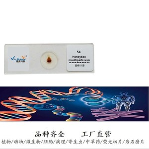 Biological sections, siphon-type mouthpart specimens, <b>microscope</b> slides, bee mouthpart mounts - Product Image 5