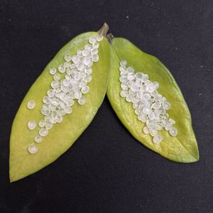 Pellets Polypropylene GF Reinforced PP 20% ECO-<b>Modified</b> Virgin PP Material Granules for Furniture - Product Image 5