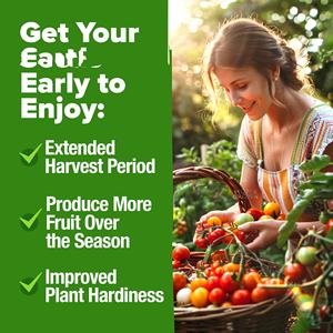 Tomates de jardin 8 variétés anciennes pour la plantation 100% non-OGM De Tomates - Product Image 6