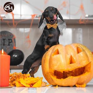 Accessoire de laisse pour animaux de compagnie Halloween Festive Festival pour chiens imprimé citrouille fantôme chauve-souris motif sur ruban de polyester accessoire de collier - Product Image 3