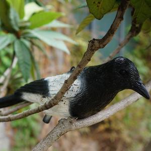 Plastica gazza richiami nero floccante gazze simulazione gazze di plastica statua all'aperto decorazione del giardino per tenere l'uccello lontano - Product Image 4