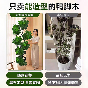 Schefflera Arboricola Indoor Plant <b>Large</b> Size Easy Care For Living Room Office Modern Design Greenery Decor - Product Image 3
