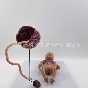 Modèle de circulation sanguine fœtale, modèle de cordon ombilical et de placenta pour nouveau-né, organes internes du nourrisson (détachables et - Product Image 5