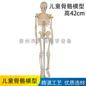 Modelo Esquelético Infantil 39051, Modelo Esquelético Humano Completo, Instrumento de Enseñanza, Modelo Biológico, Modelo Médico - Product Image 4