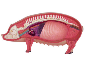 Viện nghiên cứu thú cưng bệnh viện động vật sử dụng mô hình giải phẫu lợn 4D cho thấy Cấu Trúc Bộ xương và cơ quan - Product Image 2