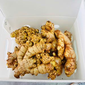 Best Seller YOUNG FRESH Ginger New Crop 2024/ Gingembre/ Ingwer-Jengibre estándar de exportación al por mayor (WA: + 84362512699) - Product Image 1