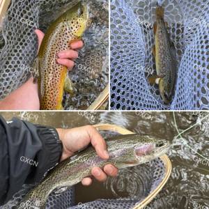 <span class=keywords><strong>Filet</strong></span> de pêche à la mouche en bois d'orme avec petite maille transparente, conception à tête carrée pour la capture et la libération - Product Image 6