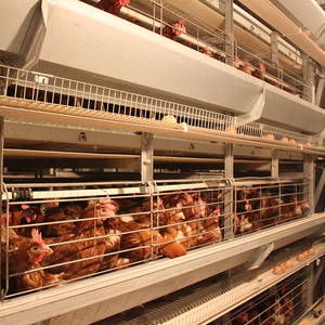 Sistema Automatico di Gabbie per Pollame Tipo A, Nuova Condizione, per Galline Ovaiole e Conigli con Nastro Trasportatore per Letame - Product Image 3