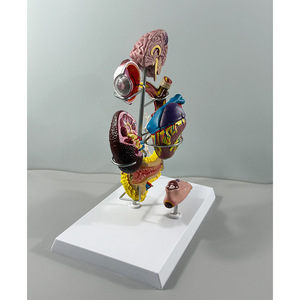 Modelo de Enseñanza de Anatomía Humana para Ciencias Médicas: Pie Diabético para Educación en Endocrinología y Patofisiología, Escuela de Medicina - Product Image 2